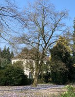 Alter Baum im Anton-Johann-Becker-Park. Foto: Stadt Oldenburg Alter Baum im Anton-Johann-Becker-Park. Foto: Stadt Oldenburg