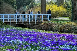 Krokusblüte im Oldenburger Schlossgarten. Foto: Hans-Jürgen Zietz