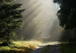 Wald. Foto: Ralf Eckert/Fotolia.com