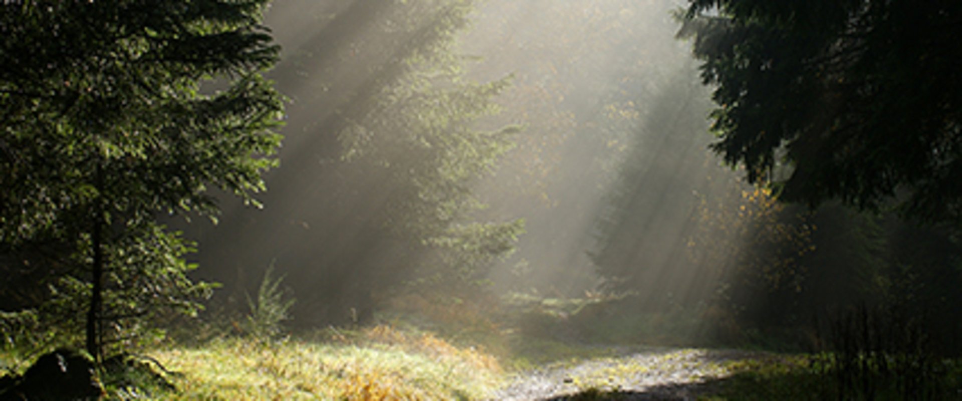 Wald. Foto: Ralf Eckert/Fotolia.com
