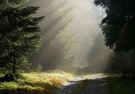 Wald. Foto: Ralf Eckert/Fotolia.com