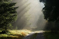 Wald. Foto: Ralf Eckert/Fotolia.com