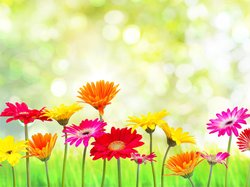 Blumenwiese. Foto: drubig photo/Fotolia