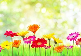 Blumenwiese. Foto: drubig photo/Fotolia