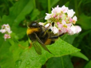 Wiesenhummel an Buchweizenblüte. Foto: Stadt Oldenburg Wiesenhummel an Buchweizenblüte. Foto: Stadt Oldenburg