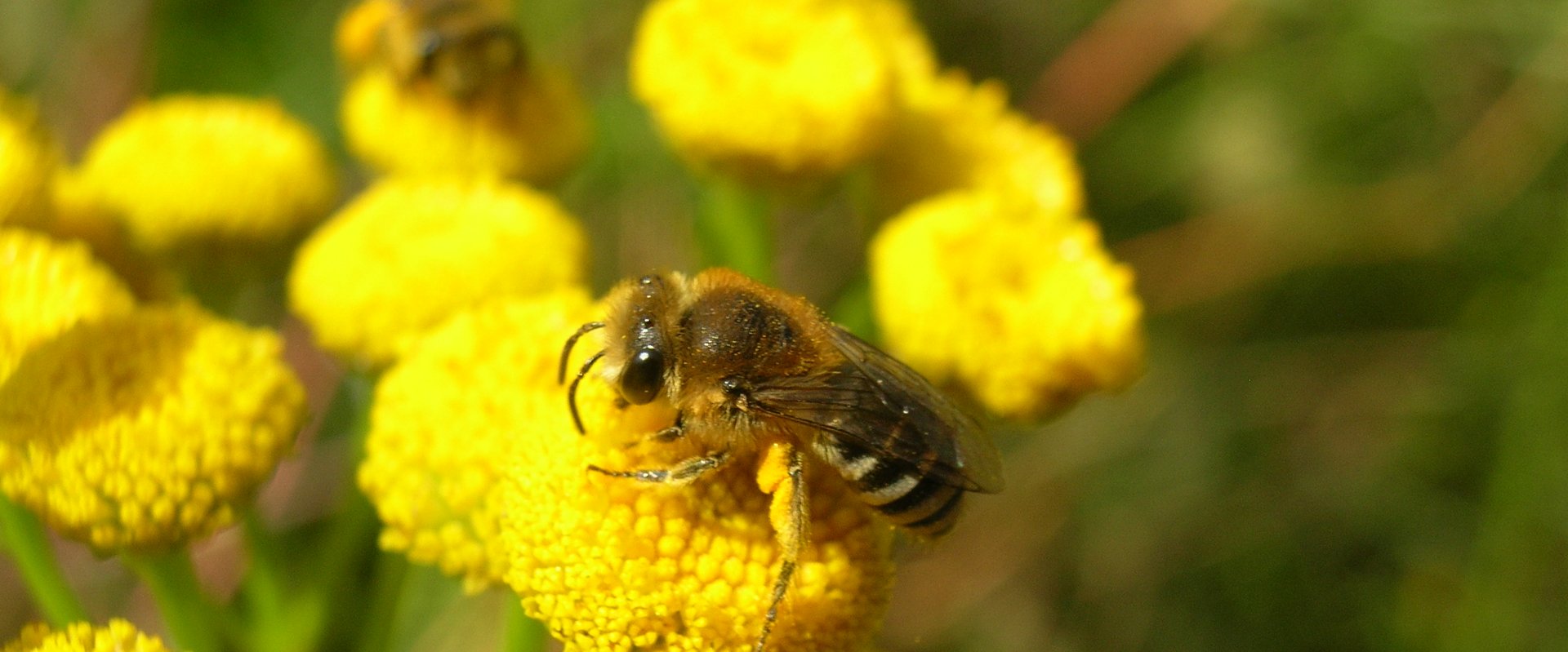Wildbiene auf gelber Blüte. Foto: Stadt Oldenburg