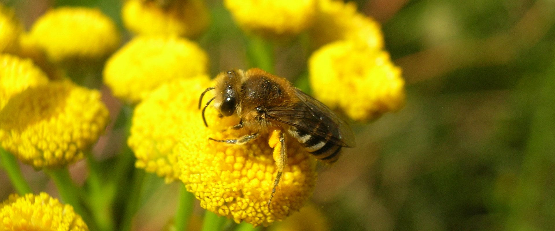 Wildbiene auf gelber Blüte. Foto: Stadt Oldenburg