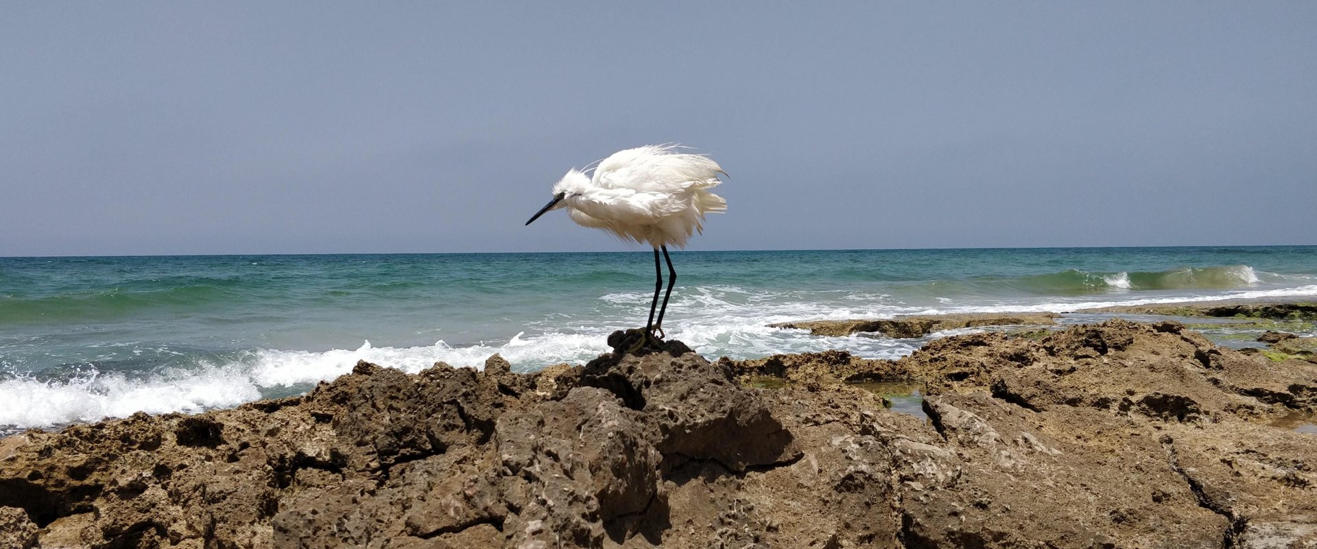 Reiher am Mittelmeer. Foto: Eitan Wakshal auf Pixabay