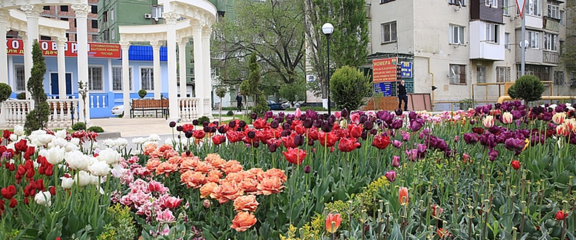 Ein Beet mit verschiedenfarbigen Tulpen in Machatschkala, im Hintergrund sind Gebäude zu sehen. Foto: Stadt Machatschkala