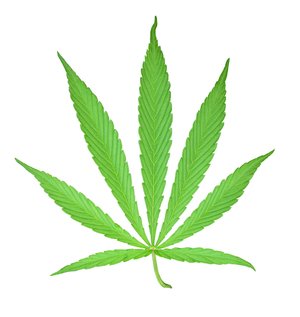 Blatt der Cannabis-Pflanze. Foto: manwalk/Pixelio Blatt der Cannabis-Pflanze. Foto: manwalk/Pixelio