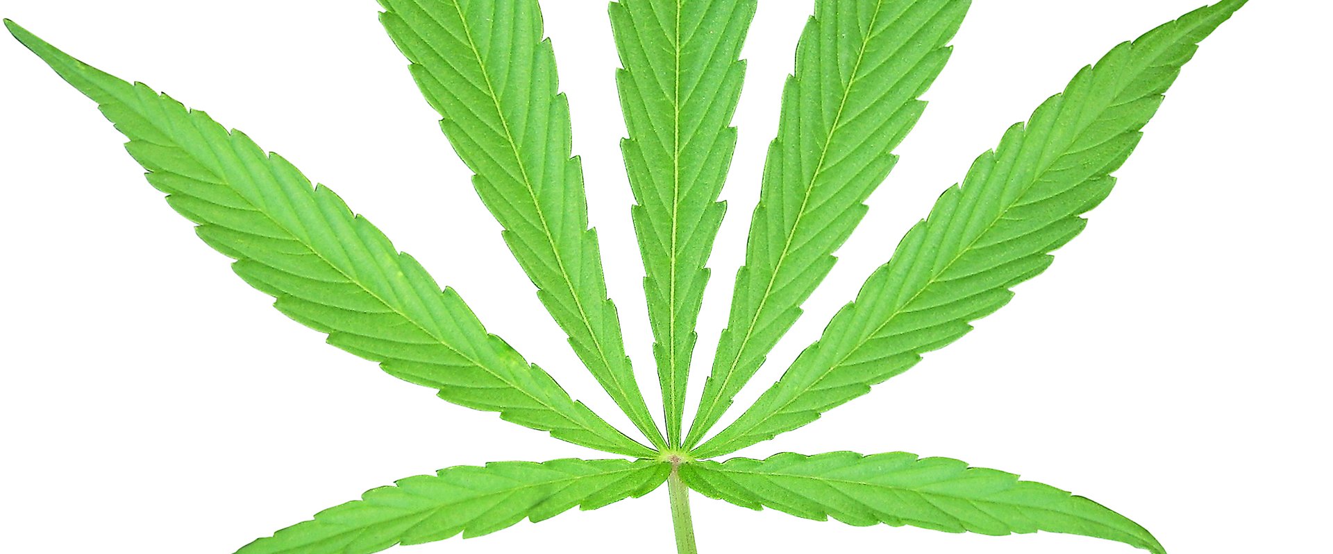 Blatt der Cannabis-Pflanze. Foto: manwalk/Pixelio