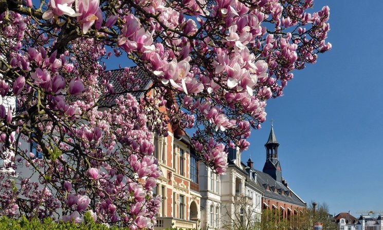 Blühende Magnolie an der Ofener Straße. Foto: Hans-Jürgen Zietz