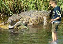 Ein Kind mit einem Krokodil im Wasser. Foto: Steffi8870/pixelio.de