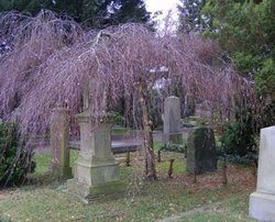 Bäume auf dem St. Gertruden Friedhof. Foto: Stadt Oldenburg Bäume auf dem St. Gertruden Friedhof. Foto: Stadt Oldenburg