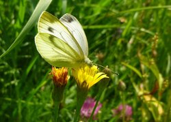 Kohlweißling auf einer Blüte. Foto: Stadt Oldenburg