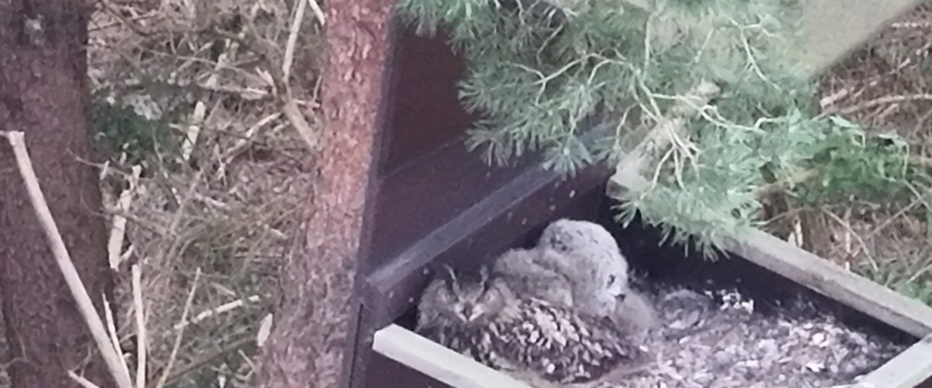 Uhu-Pärchen mit Nachwuchs. Foto: Privat