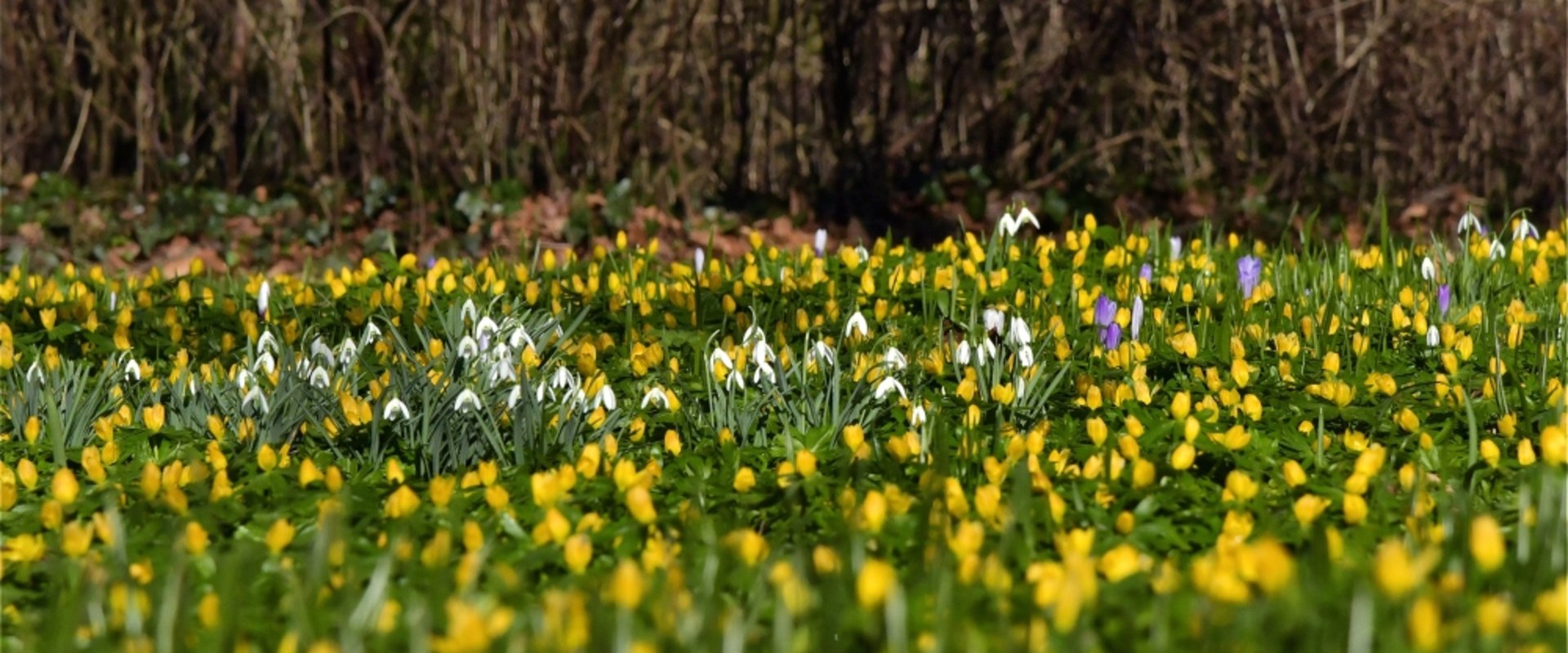 Frühblüher. Foto: Hans-Jürgen Zietz