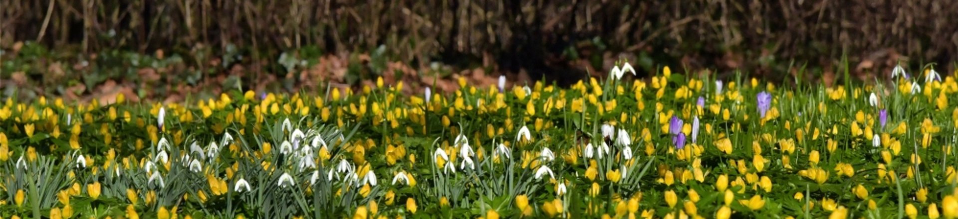 Frühblüher. Foto: Hans-Jürgen Zietz