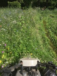 Abmähen einer Wiese. Foto: Theilen Abmähen einer Wiese. Foto: Theilen