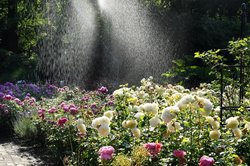 Sommerblüten im Oldenburger Schlossgarten. Fotro: Hans-Jürgen Zietz