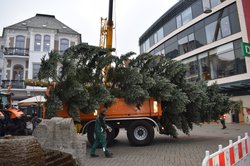 Der Tannenbaum wird am Lefferseck angeliefert. Foto: Stadt Oldenburg