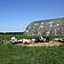 Vorschau: Schafe vor einem Shelter. Foto: Stadt Oldenburg
