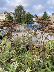 Kräuter in einem Hochbeet. Foto: Stadt Oldenurg Kräuter in einem Hochbeet. Foto: Stadt Oldenurg