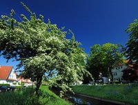 Frühsommer an der Haaren. Foto: Hans-Jürgen Zietz