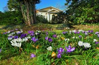 Krokusse im Schlossgarten. Foto: Hans-Jürgen Zietz