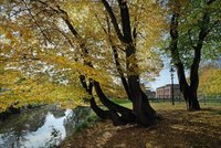 Herbst in den Wallanlagen. Foto: Hans-Jürgen Zietz