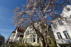 Frühlingsblüten an der Ofener Straße. Foto: Hans-Jürgen Zietz