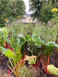Gemüse und Blumen in den Wallanlagen. Foto: Stadt Oldenburg Gemüse und Blumen in den Wallanlagen. Foto: Stadt Oldenburg