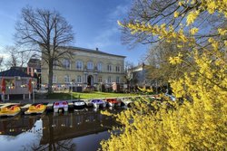 Blühende Forsythie an der Mühlenhunte am Augusteum. Foto: Hans-Jürgen Zietz