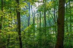 Blick in einen Wald mit vielen Bäumen. Foto: analogicus/Pixabay