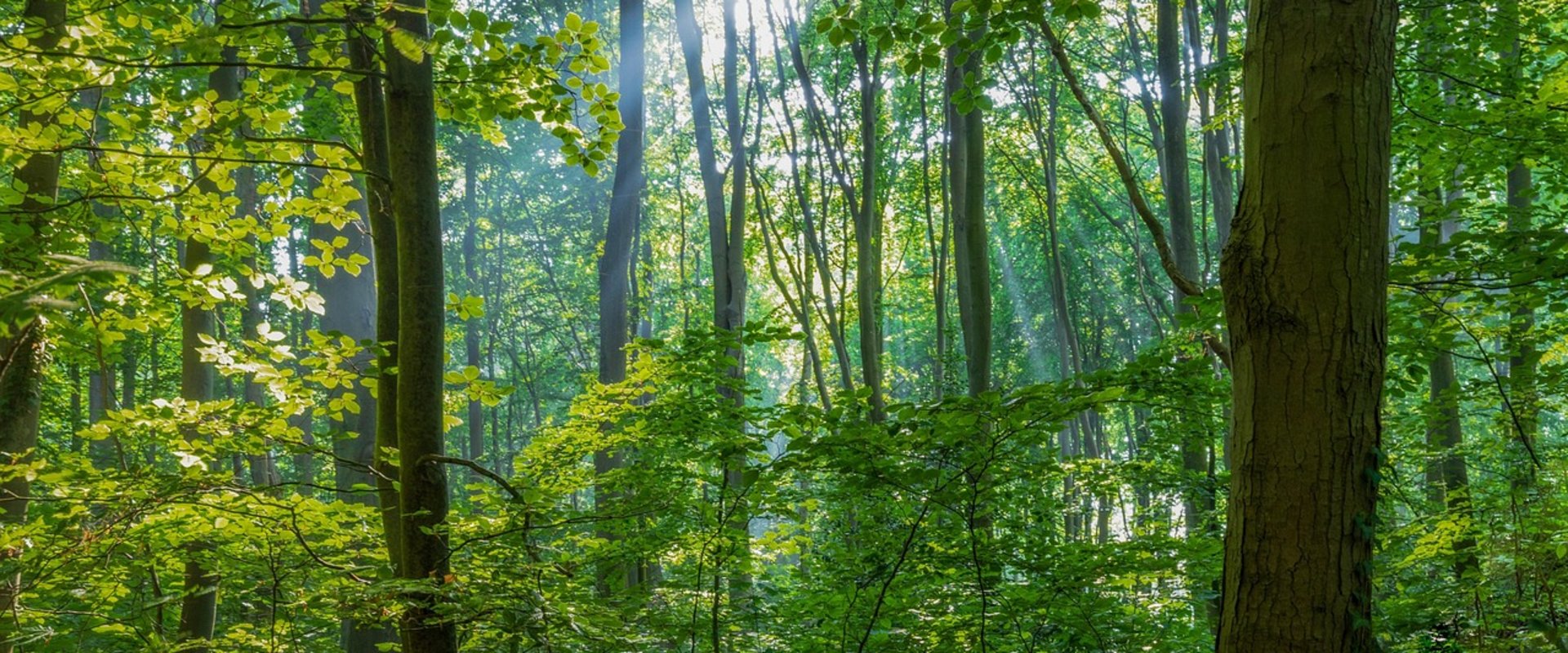 Blick in einen Wald mit vielen Bäumen. Foto: analogicus/Pixabay
