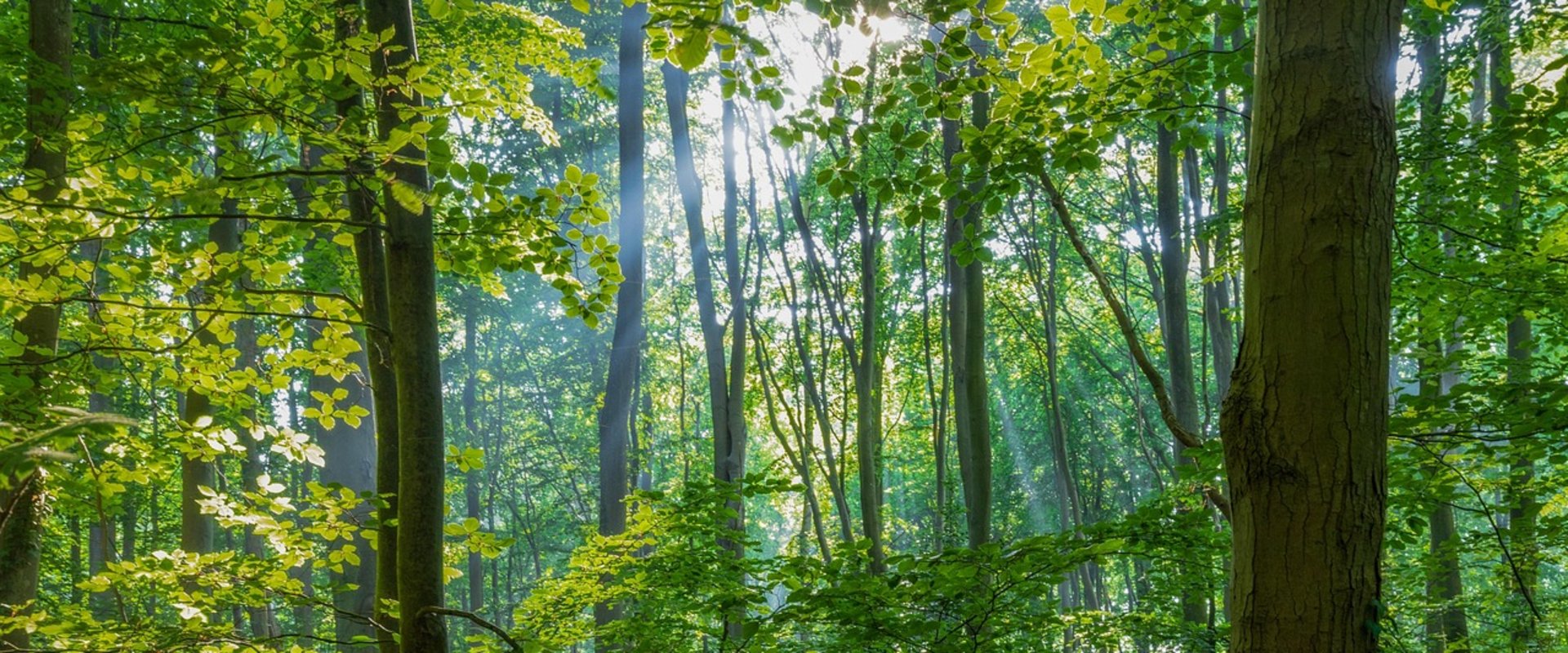 Blick in einen Wald mit vielen Bäumen. Foto: analogicus/Pixabay