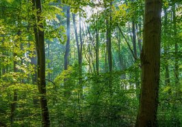 Blick in einen Wald mit vielen Bäumen. Foto: analogicus/Pixabay