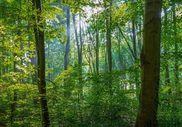 Blick in einen Wald mit vielen Bäumen. Foto: analogicus/Pixabay