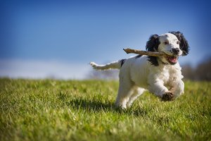 Hund auf einer Wiese mit einem Stock im Maul. Foto: 14230021/Pixabay