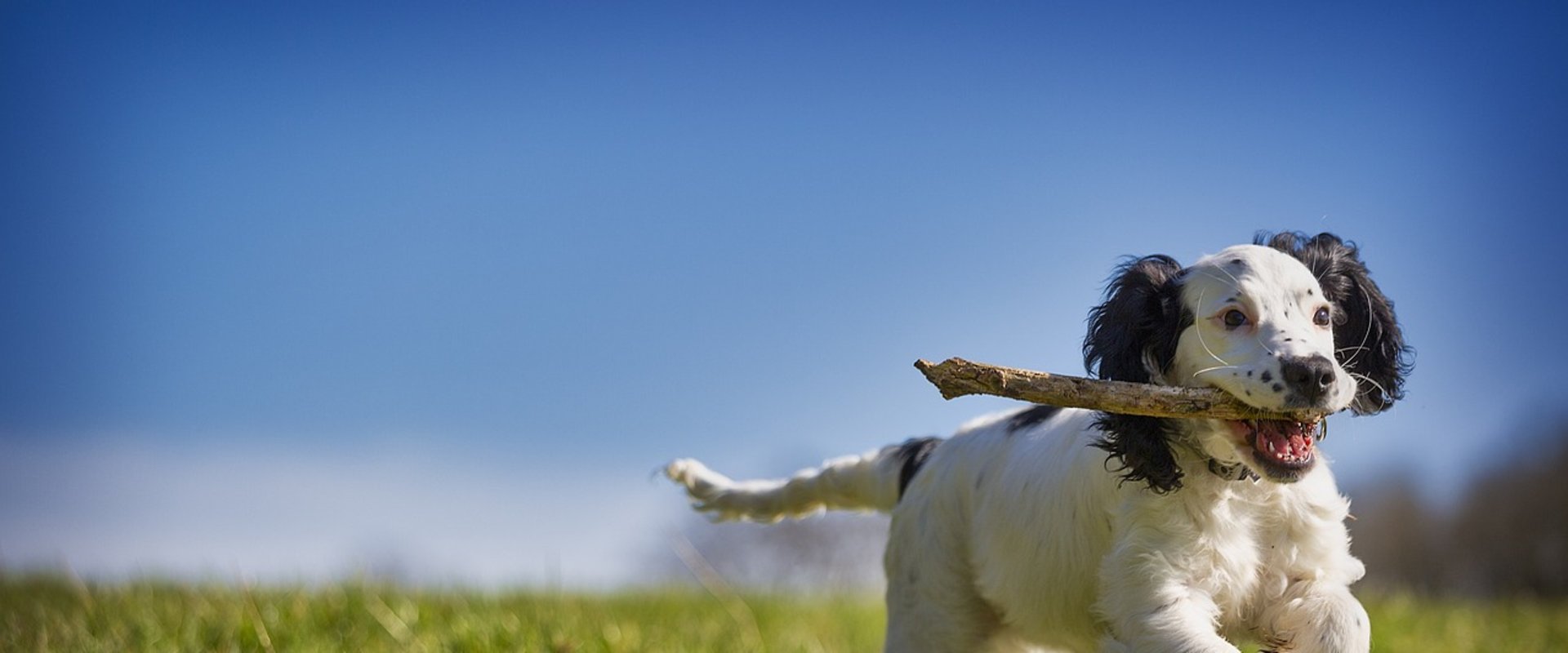 Hund auf einer Wiese mit einem Stock im Maul. Foto: 14230021/Pixabay