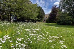 Bunte Sommer-Blüten im Oldenburger Schlossgarten. Foto: Hans-Jürgen Zietz 