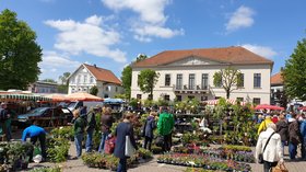 Bild vom Wochenmarkt Pferdemarkt an einem sonnigen Maitag mit Standesamt im Hintergrund. Foto Stadt Oldenburg