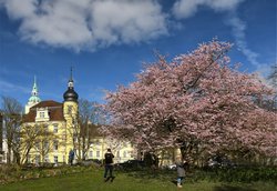 Bunte Blüten im Oldenburger Schlossgarten. Foto: Hans-Jürgen Zietz