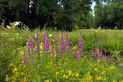 Bunte Sommer-Blüten im Oldenburger Schlossgarten. Foto: Hans-Jürgen Zietz 