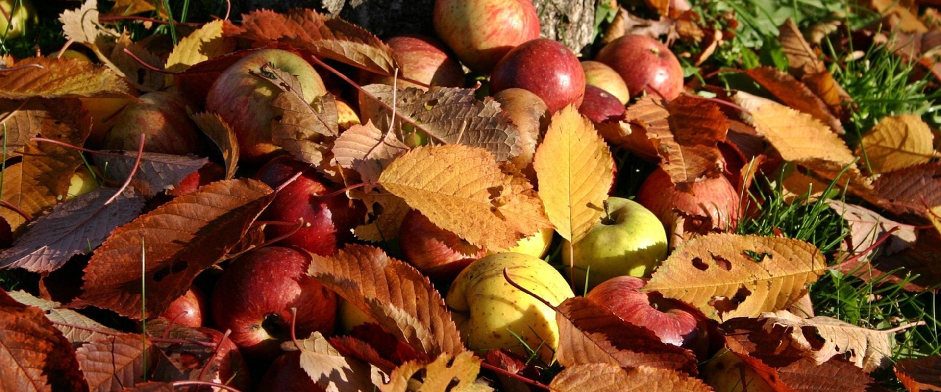 Äpfel und Blätter auf dem Boden. Foto: Catkin/Pixabay