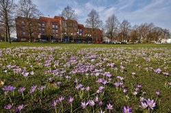Krokusse am Europaplatz. Foto: Hans-Jürgen Zietz