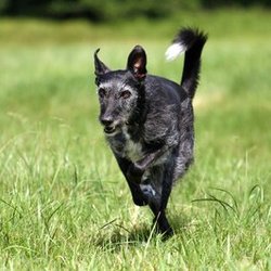 Rennender Hund. Foto: Oliver Haja/Pixelio.de