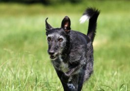 Rennender Hund. Foto: Oliver Haja/Pixelio