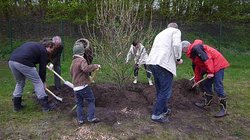 Kinder und Erwachsene pflanzen Sträucher. Foto: Stadt Oldenburg