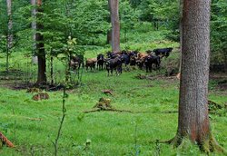Rinder im Wald. Foto: Naturpark Solling